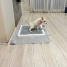 甘えん坊なお転婆娘仔犬のもとみちゃん サムネイル5