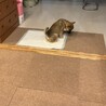 笑顔満開♡2.5ヶ月齢の【マウイちゃん】 サムネイル6