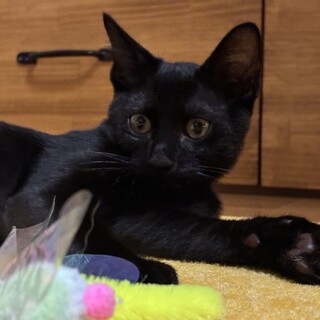 黒猫のビト