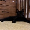 黒猫のビト サムネイル2