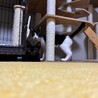 黒猫のビト サムネイル3