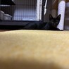黒猫のビト サムネイル4