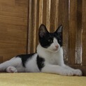 ハチワレのコニー