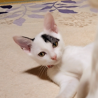 小柄で元気いっぱい美猫さん❤️ポッポ