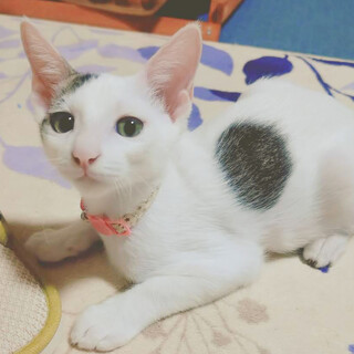 肩によじ登るほど甘えん坊⭐️プップ