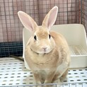 【10月まで】1歳のミニレッキス