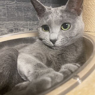 ロシアンブルーの女の子 2歳　落ち着いた性格です