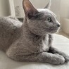 ロシアンブルーの女の子 2歳　落ち着いた性格です サムネイル2