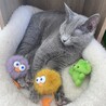 ロシアンブルーの女の子 2歳　落ち着いた性格です サムネイル3