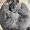 ロシアンブルーの女の子 2歳　落ち着いた性格です サムネイル4