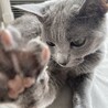 ロシアンブルーの女の子 2歳　落ち着いた性格です サムネイル5