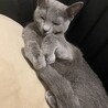 ロシアンブルーの女の子 2歳　落ち着いた性格です サムネイル6