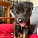 野犬のお母さんが産んだ子2ヶ月女の子♡ベリーちゃん