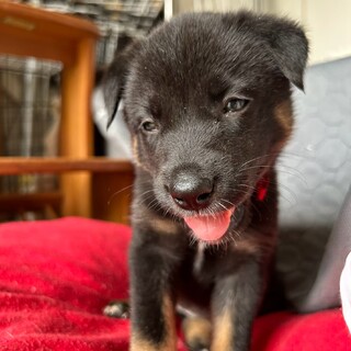 野犬のお母さんが産んだ子2ヶ月女の子♡ベリーちゃん