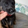 野犬のお母さんが産んだ子2ヶ月女の子♡ベリーちゃん