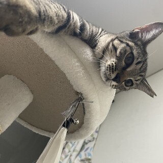 しぐさがとてもかわいいキジ猫