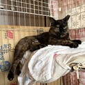 飼い猫に最適な超甘えん坊のサビ猫！