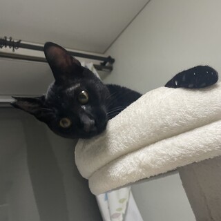 甘えん坊の黒猫くん