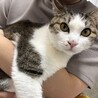 里親募集 2歳 キジシロ オス【ルル】 サムネイル2