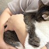 里親募集 2歳 キジシロ オス【ルル】 サムネイル3