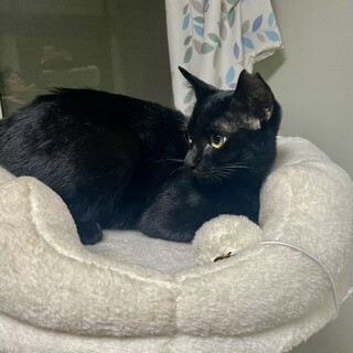 おとなしい黒猫ちゃん