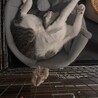 里親募集 2歳 キジシロ オス【ルル】 サムネイル5