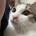 里親募集 2歳 キジシロ オス【ルル】