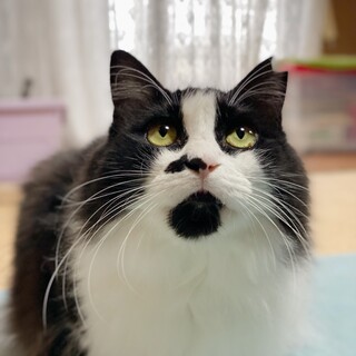 歌舞伎