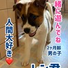 人間大好き！雑種　レンくん(男の子2ヶ月)　 サムネイル5