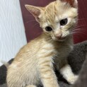 茶トラのメス　水色ちゃん　６週くらい