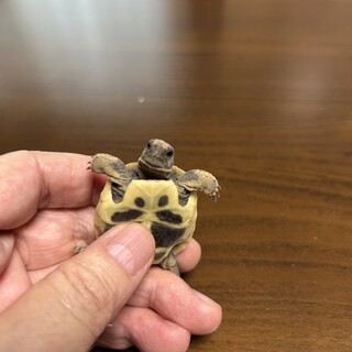 ヘルマンリクガメの子ガメ　里親さん募集