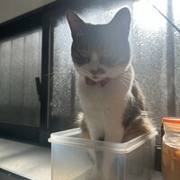 チロル