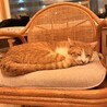 茶白の甘えん坊3歳 サムネイル4