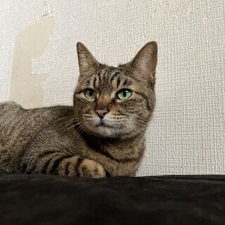 雑種メス1匹 とても温厚な性格
