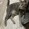 おてんば娘のメル サムネイル5