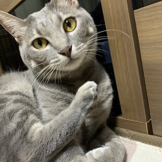 おてんば娘のメル
