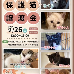 子猫だらけの譲渡会