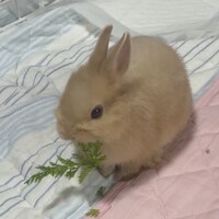 ななみ