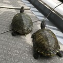 アカミミガメ2匹の里親募集【東京都／手渡し希望】