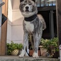 虎毛が素敵な甘えん坊「秋田犬建太」