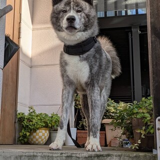 虎毛が素敵な甘えん坊「秋田犬建太」