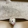 ゆんゆん.