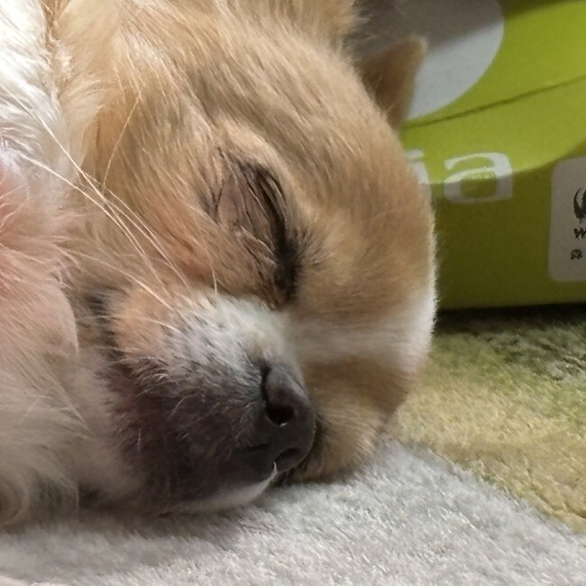 ゆんゆん.のカバー写真