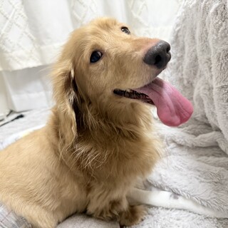 ﾐﾆﾁｭｱみたいなｶﾆﾍﾝﾀﾞｯｸｽ