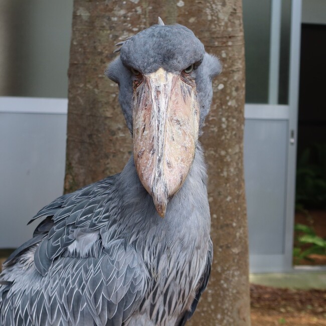 るとさんのカバー写真