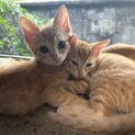 ペアでお迎え希望　珍しい茶トラメス　仲良し姉妹♡
