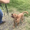 元気いっぱい過ごせるお家を探しています サムネイル3
