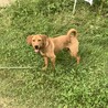 元気いっぱい過ごせるお家を探しています サムネイル4
