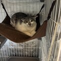 里親募集中です