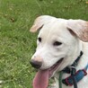 ラブ？ブルテリアぽい？大型犬になりそうな仔犬 サムネイル2
